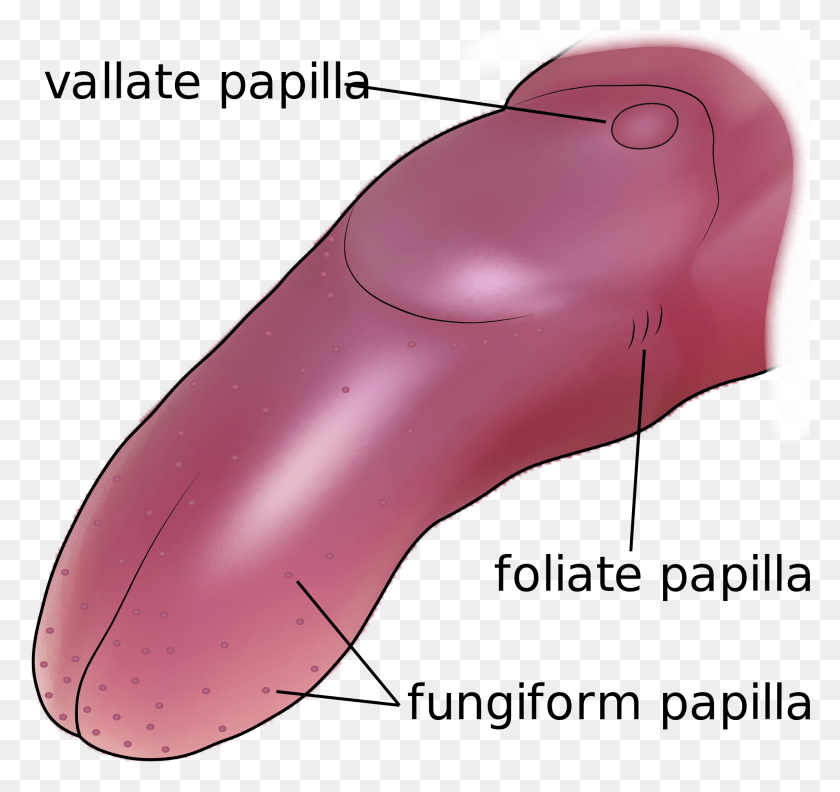 1985x1865 Descargar Png / Lengua De Ratón Lengua De Ratón, Planta, Dulces, Alimentos Hd Png