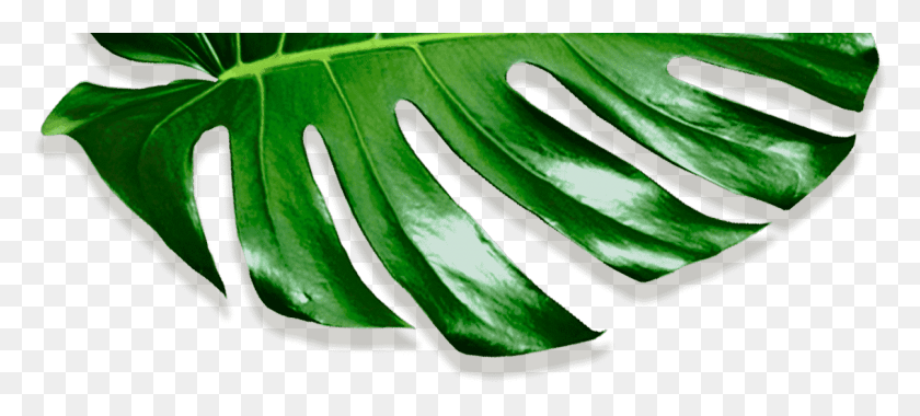 1207x496 Movadex Design Agency Green Monstera Leaf Decoration Okra, Plant, Produce, Food HD PNG Download