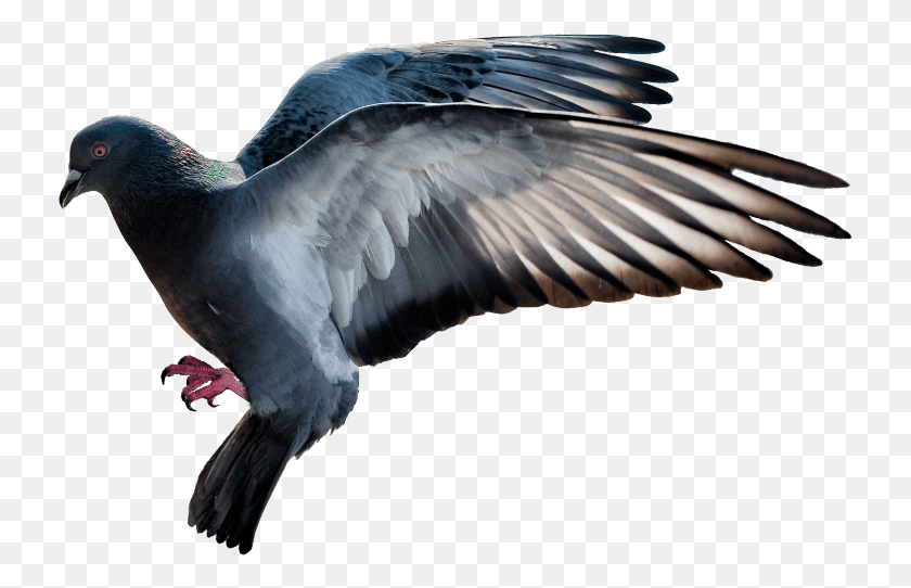 733x482 Mq Bird Birds Flying Rock Dove, Animal, Waterfowl, Vulture HD PNG Download