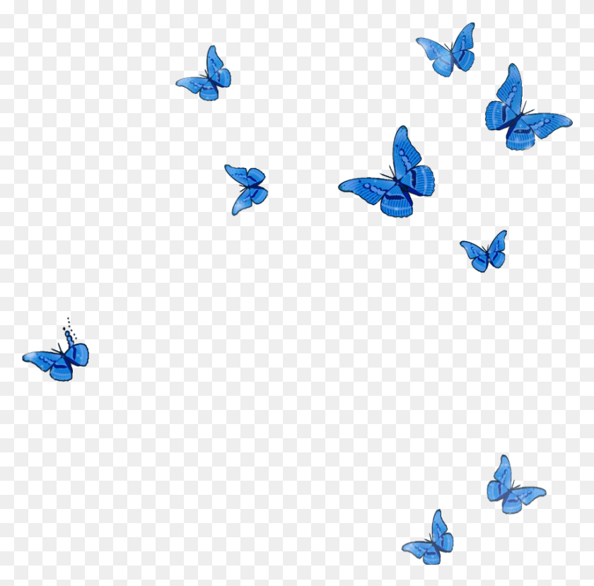 855x843 Mq Blue Butterfly Animal Flying Fall Swallowtail Butterfly, Bird, Dove, Pigeon HD PNG Download