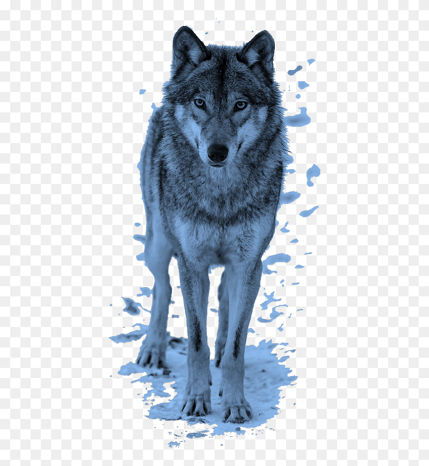418x852 Mq Blue Wolf Animal Animals Wolfs Bluzka Z Wilkiem Damskie, Mammal, Dog, Pet HD PNG Download