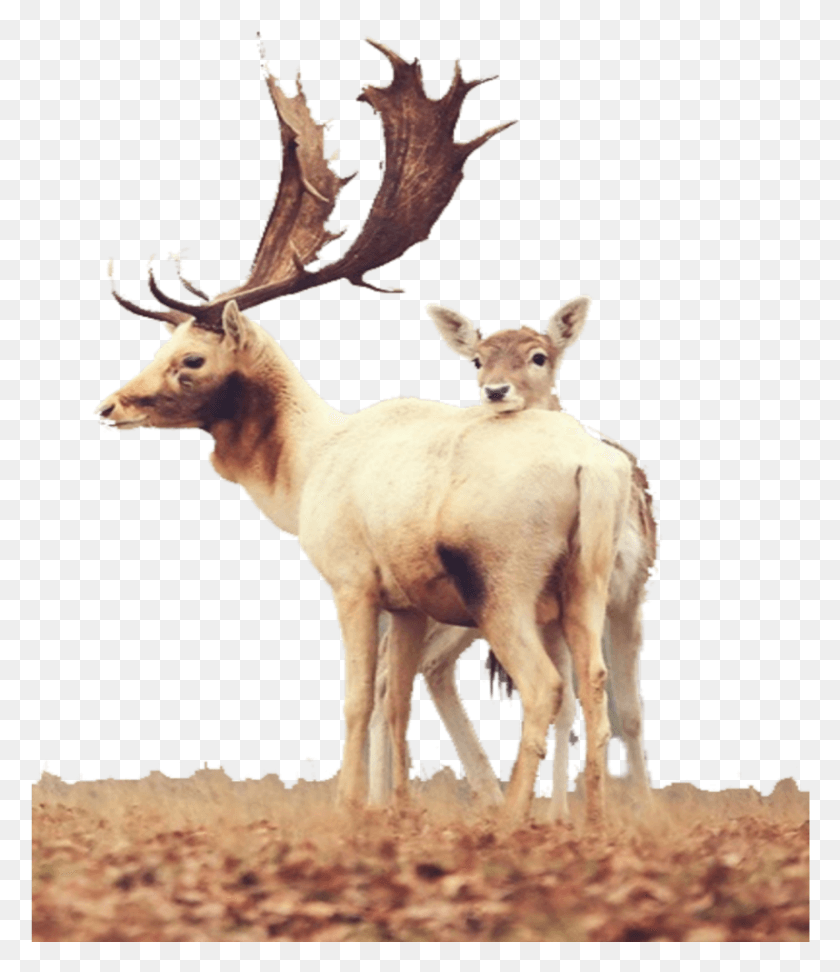 837x979 Mq Deer Mother Baby Autumn Nature Cute Deer Fallow, Elk, Wildlife, Mammal HD PNG Download