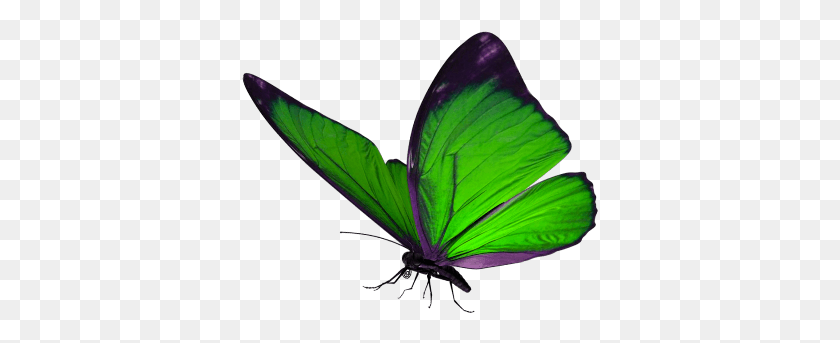 357x283 Mq Green Butterfly Butterflys Garden Animal Green Hairstreak, Insect, Invertebrate, Bird HD PNG Download