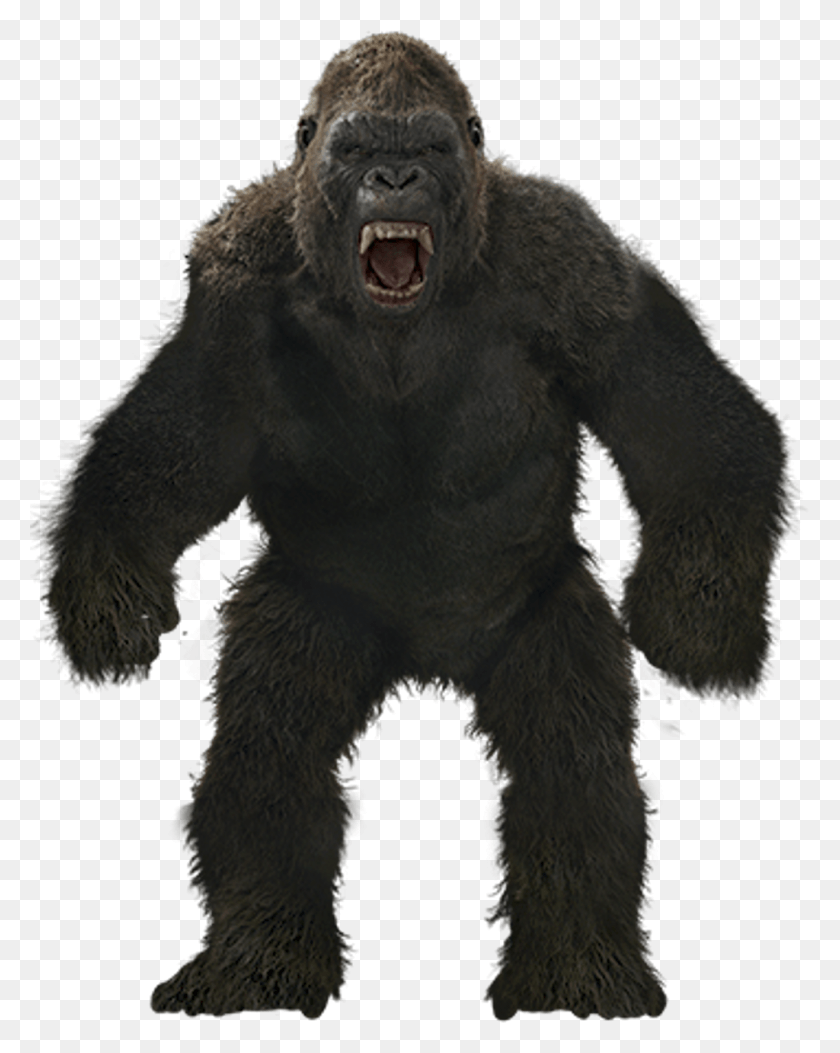1024x1304 Mq Monkey Gorilla Kingkong Angry Anmails Wild Kong Skull Island Full Body, Wildlife, Animal, Mammal HD PNG Download