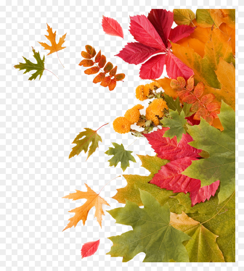 913x1025 Mq Orange Leaf Leafs Autumn Maple Leaf, Plant, Maple, Tree HD PNG Download