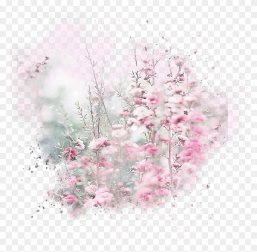 804x788 Mq Розовый Цветок Цветы Сад Природа Пейзаж Цветок, Лепесток, Растение, Цветение Hd Png Скачать