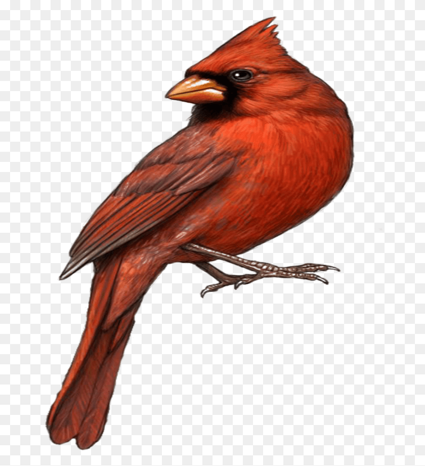 672x861 Mq Красная Птица Птицы Северный Кардинал, Животное, Зяблик Hd Png Скачать