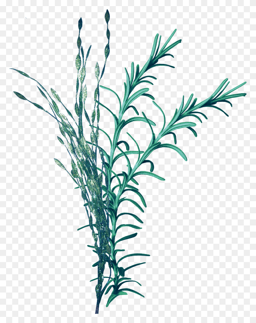1024x1313 Mq Seagrass Sea Leaf Leafs Water Nature Aqua Vodorosli Na Prozrachnom Fone, Растение, Цветок, Цветение Hd Png Скачать