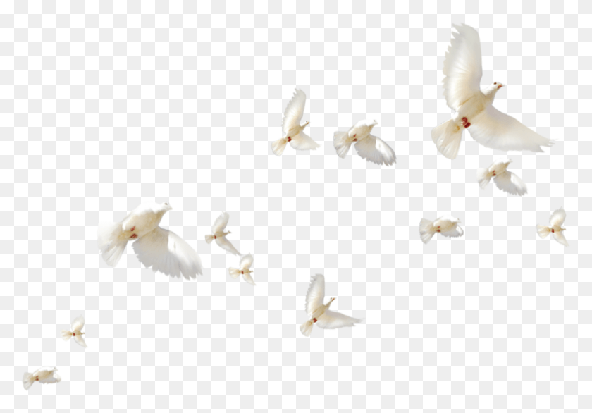 977x660 Mq Белые Птицы Птица Летающая Сеть Крылатые Насекомые, Животное, Голубь, Голубь Png Скачать