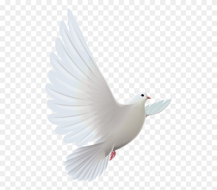 491x673 Mq White Dove Bird Birds Rose For Someone In Heaven, Animal, Pigeon HD PNG Download