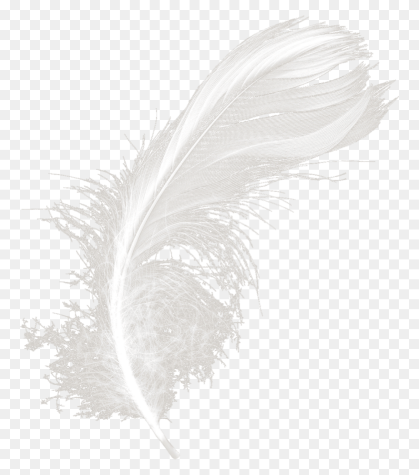 761x892 Mq White Feather Feathers Monochrome, Bird, Animal, Clothing HD PNG Download