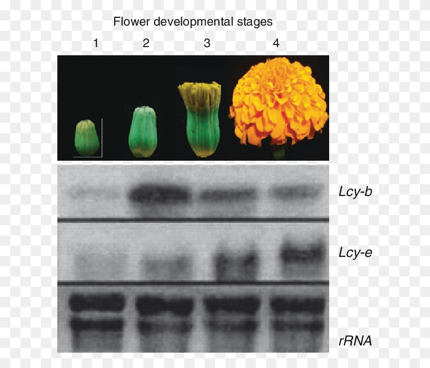 615x659 Mrna Analysis In Developing Flowers Of Marigold English Marigold, Plant, Text, Flower HD PNG Download