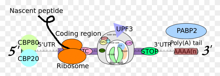 973x291 Mrna With Ptc Preceding Exon Junction Bound To Ribosome Surf Complex, Number, Symbol, Text HD PNG Download