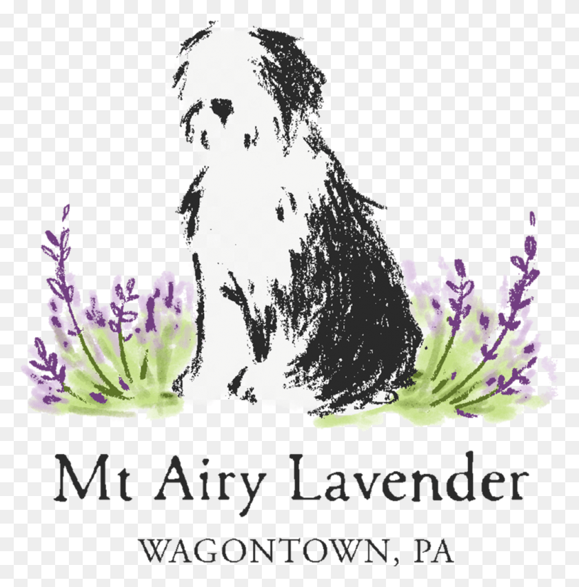 1000x1016 Mt Airy Lavender Workshops Open Houses Amp Special Events, Plant, Flower, Blossom HD PNG Download