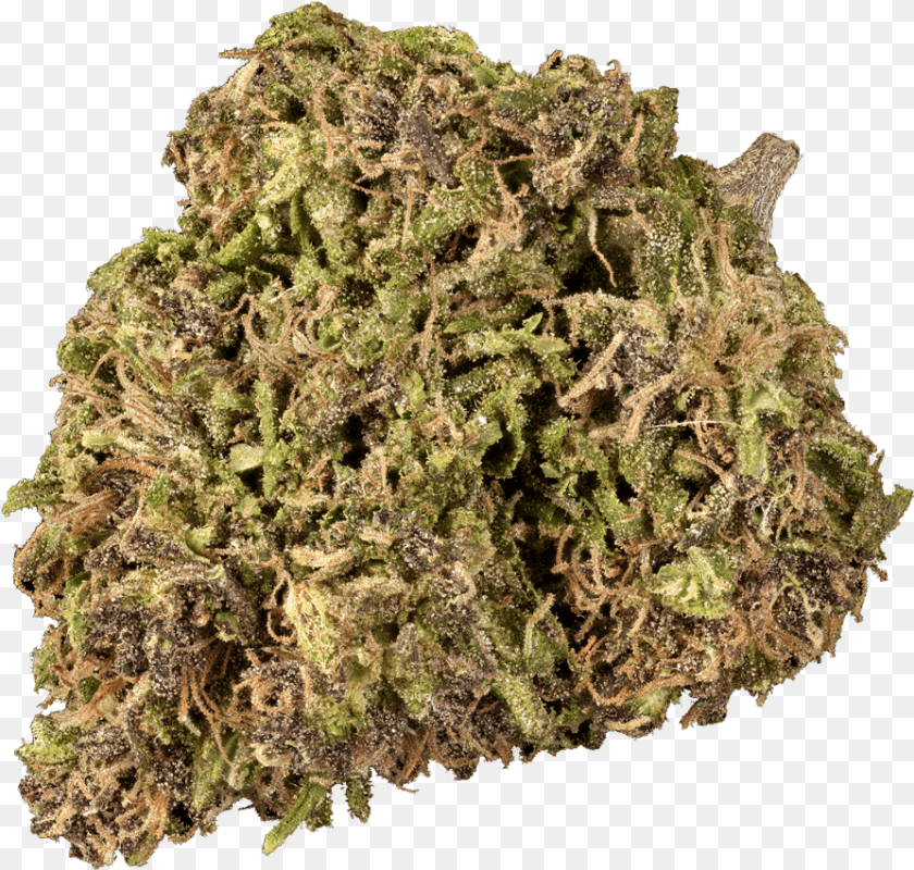 893x851 Mugwort Herb, Moss, Plant, Weed Transparent PNG