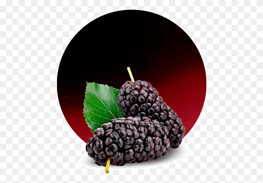 478x526 Mulberries Are Renowned As Being One Of The Juiciest Mulberry, Plant, Fruit, Food HD PNG Download
