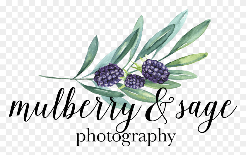 2954x1779 Mulberrysage Final Kimberly Paige Designs Baking, Plant, Flower, Blossom HD PNG Download