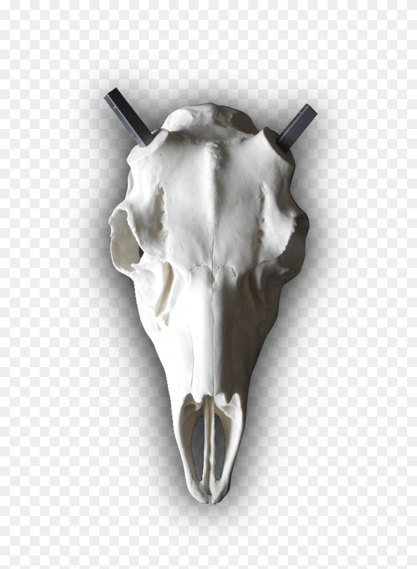 2418x3372 Mule Deer European Replica Skull Skull, Hip, Person, Human HD PNG Download