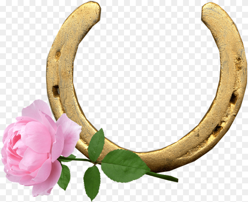 Multi Ani 29 Februarie, Flower, Plant, Rose, Horseshoe PNG