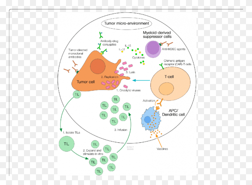 850x606 Multi Modality Cancer Immunotherapy Approaches Circle, Plot, Diagram, Bush HD PNG Download
