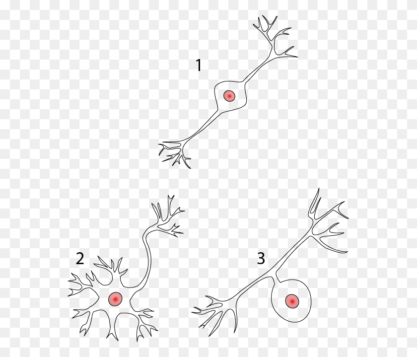 567x659 Классификация Многополярных Биполярных И Униполярных Нейронов Structurale Des Neurones, Цветочный Дизайн, Узор, Графика Hd Png Скачать
