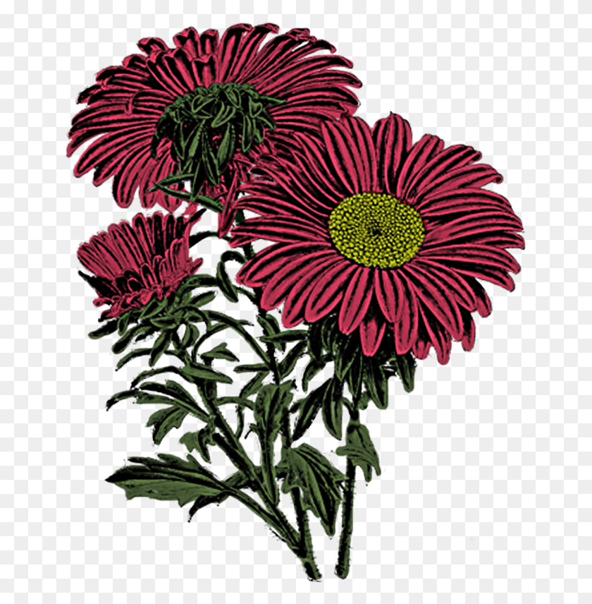 655x796 Mums Barberton Daisy, Plant, Flower, Daisies HD PNG Download