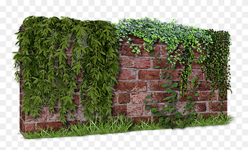 800x462 Muro De Plantas, Plant, Brick, Wall HD PNG Download