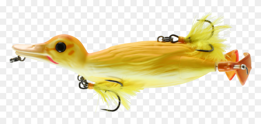 3053x1331 Murray Cod Surface Lures, Bird, Animal, Fishing Lure HD PNG Download