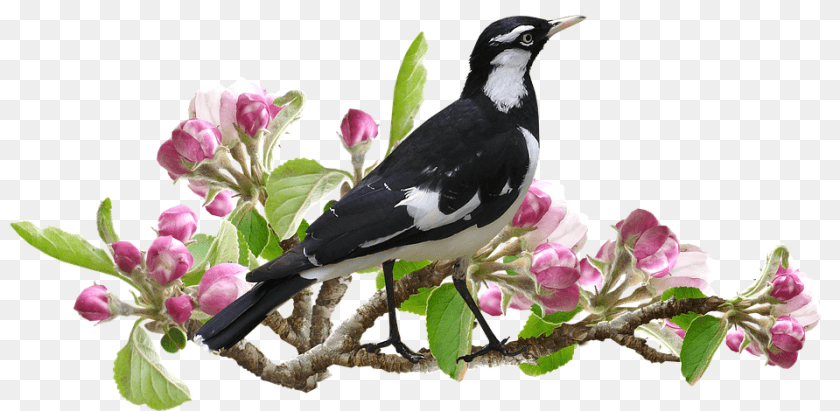 960x470 Murray Magpie Animal, Bird, Flower, Plant Transparent PNG