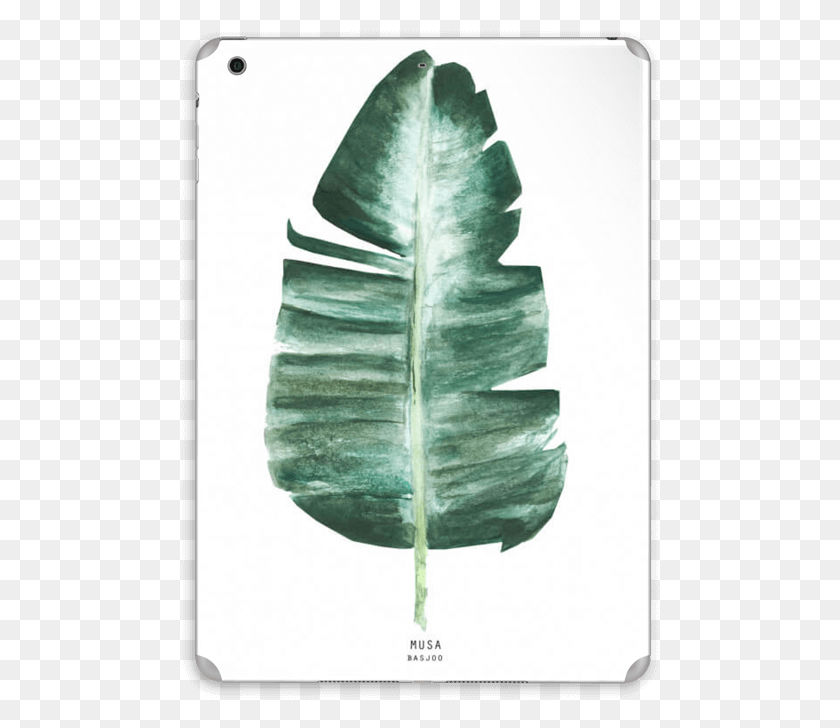 479x668 Musa Basjoo Skin Ipad Air Sketch, Leaf, Plant, Flower HD PNG Download