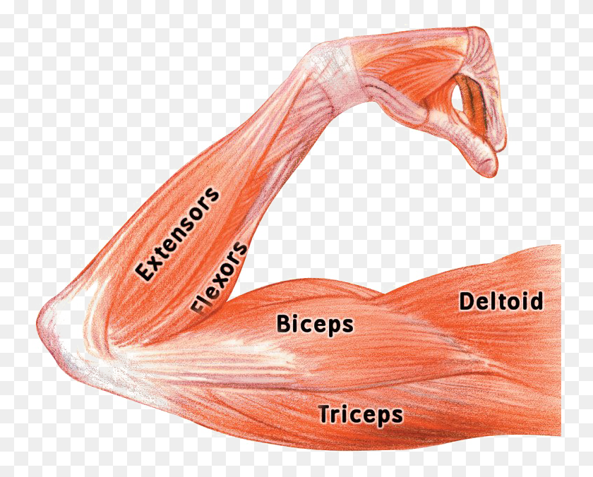 750x616 Muscle Image Background Arm Muscle Flex Anatomy, Clothing, Apparel, Flamingo HD PNG Download