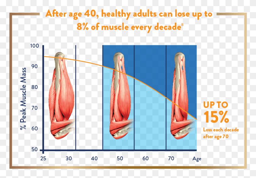 910x614 Muscle Loss Every Decade After 40 Ensure Gold For What Age, Bird, Animal, Plot HD PNG Download