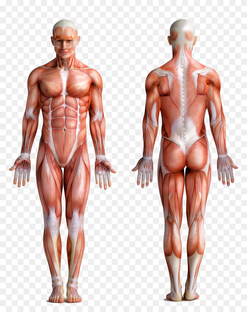 2278x2923 Muscle Man Men Muscle Structure HD PNG Download