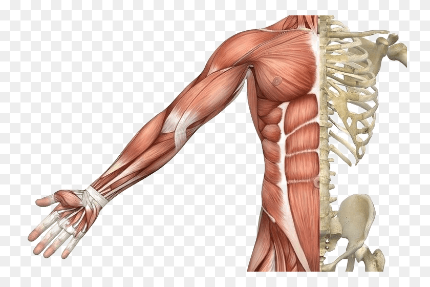 750x500 Muscle Picture Skeletal Muscle, Torso, Person, Human HD PNG Download