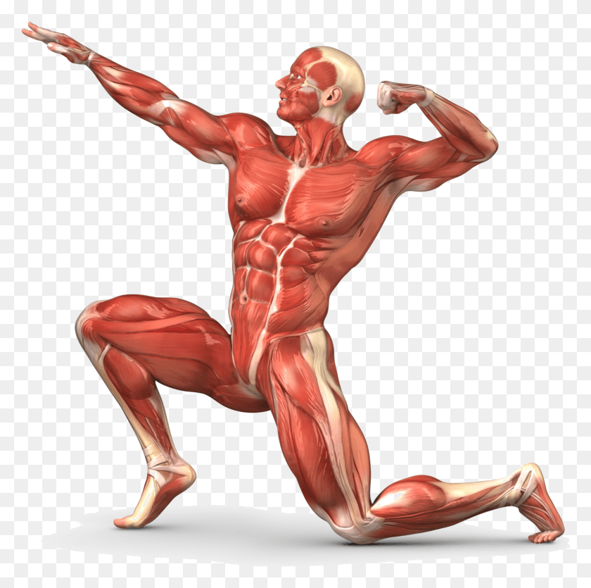 2571x2557 Muscle Transparent Body Unlabeled Human Muscular System HD PNG Download