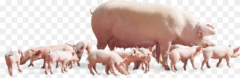 1054x343 Muscle With Meater Naima Pigs, Animal, Boar, Hog, Mammal Sticker PNG
