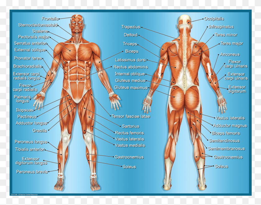 901x696 Muscles Chart Image Chinese Medicine Muscle Map, Person, Human, Torso HD PNG Download