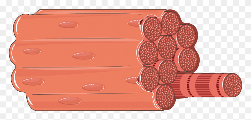 1105x485 Muscles Clipart Smooth Muscle Muscle Fiber, Furniture, Cabinet, Plant HD PNG Download
