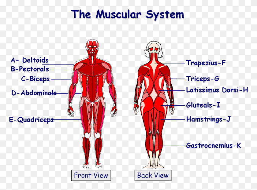 1475x1064 Muscles In The Body Gcse Gcse Muscles In Body, Person, Human, Skeleton HD PNG Download