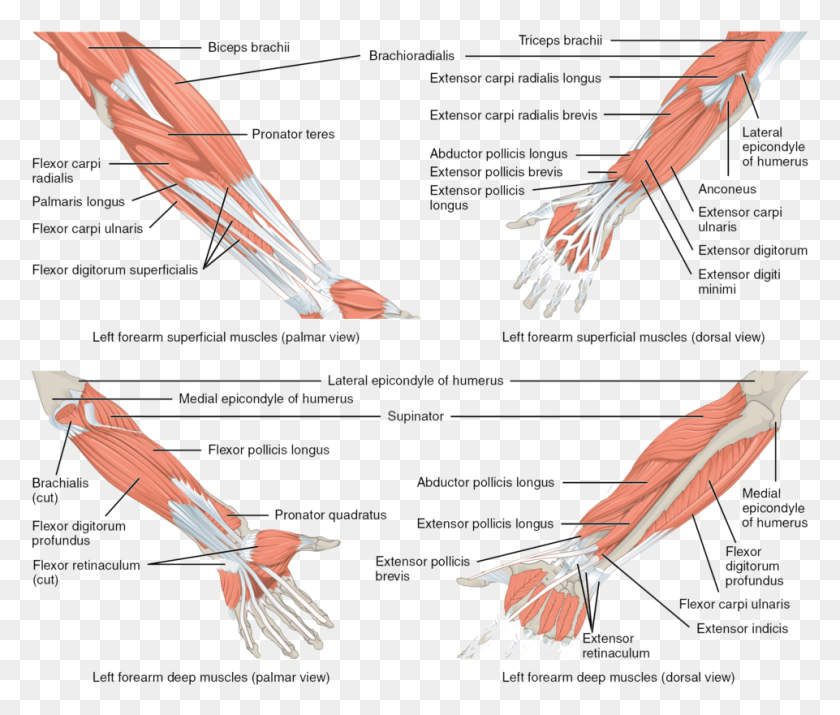 961x807 Muscles Of The Forearm Major Muscle Groups Of Upper Limb, Seafood, Food, Bird HD PNG Download