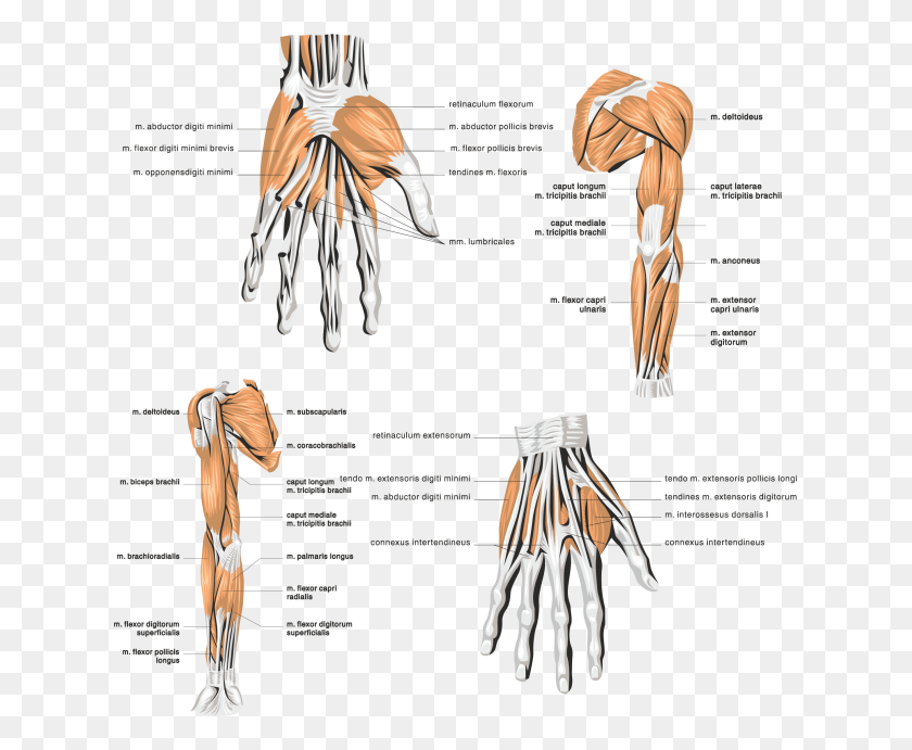 631x631 Muscles Of The Skeleton Anatomy Human Free And Muscles Of The Arm, Clothing, Apparel, Bird HD PNG Download