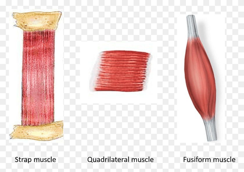 1076x733 Muscles With Parallel Muscular Fasciculi Parallel Muscle, Beverage, Drink, Alcohol HD PNG Download