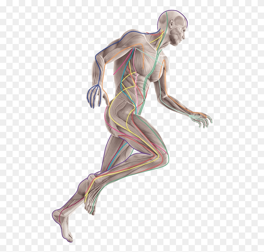 514x742 Muscular Running Man Hove Anatomy Trains, Bird, Animal, Person HD PNG Download