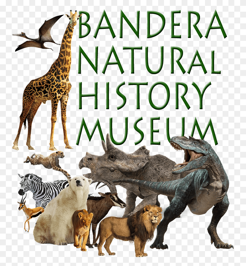 759x851 Музейная Галерея Жираф, Животное, Дикая Природа, Млекопитающее Hd Png Скачать