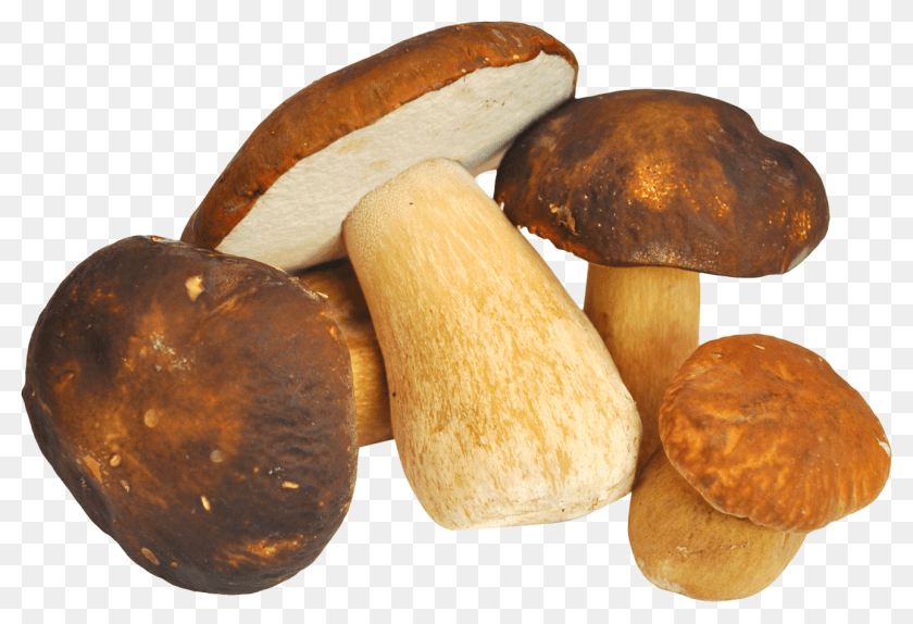 1388x948 Mushroom, Bread, Food, Fungus, Plant Clipart PNG