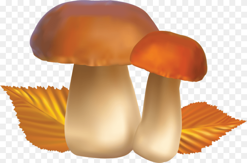 850x561 Mushroom, Fungus, Plant, Agaric, Amanita PNG