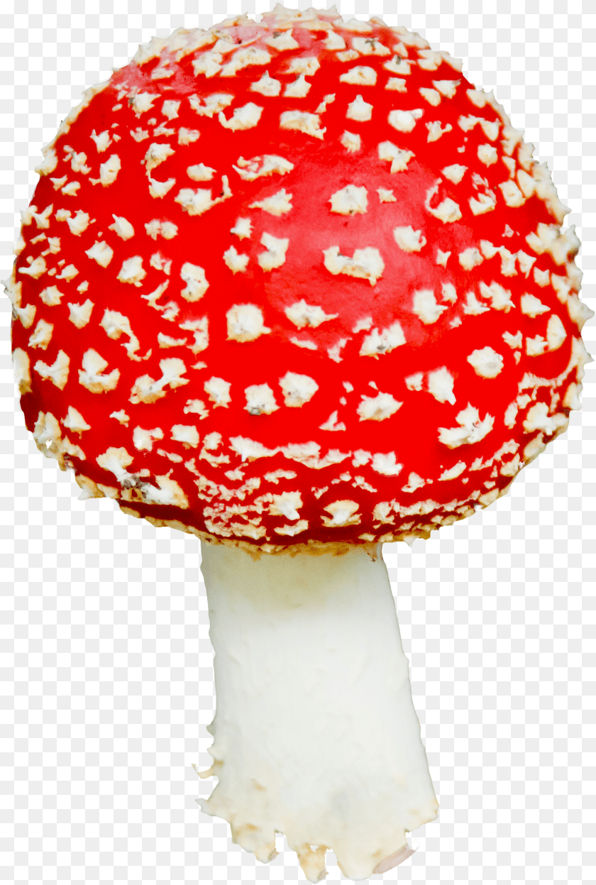 1613x2395 Mushroom, Agaric, Amanita, Fungus, Plant Sticker PNG