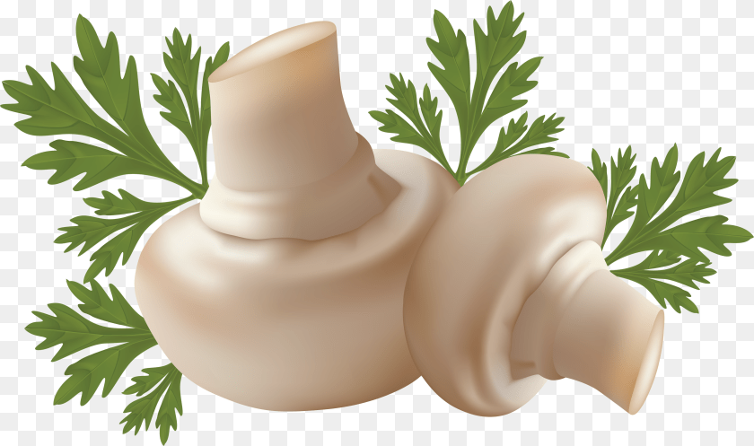 3340x1976 Mushroom, Herbal, Herbs, Plant, Parsley Transparent PNG
