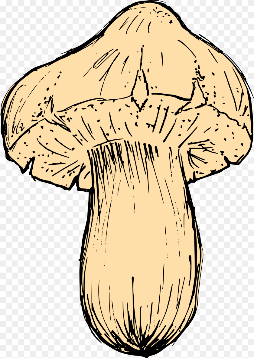 1562x2198 Mushroom Drawing Vector Svg Mushroom Droeng, Adult, Person, Woman, Female PNG
