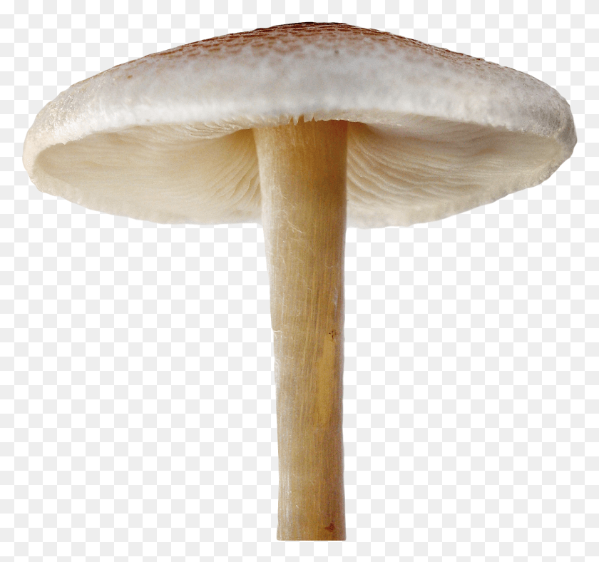 1497x1399 Mushroom File Mushroom, Fungus, Plant, Amanita HD PNG Download